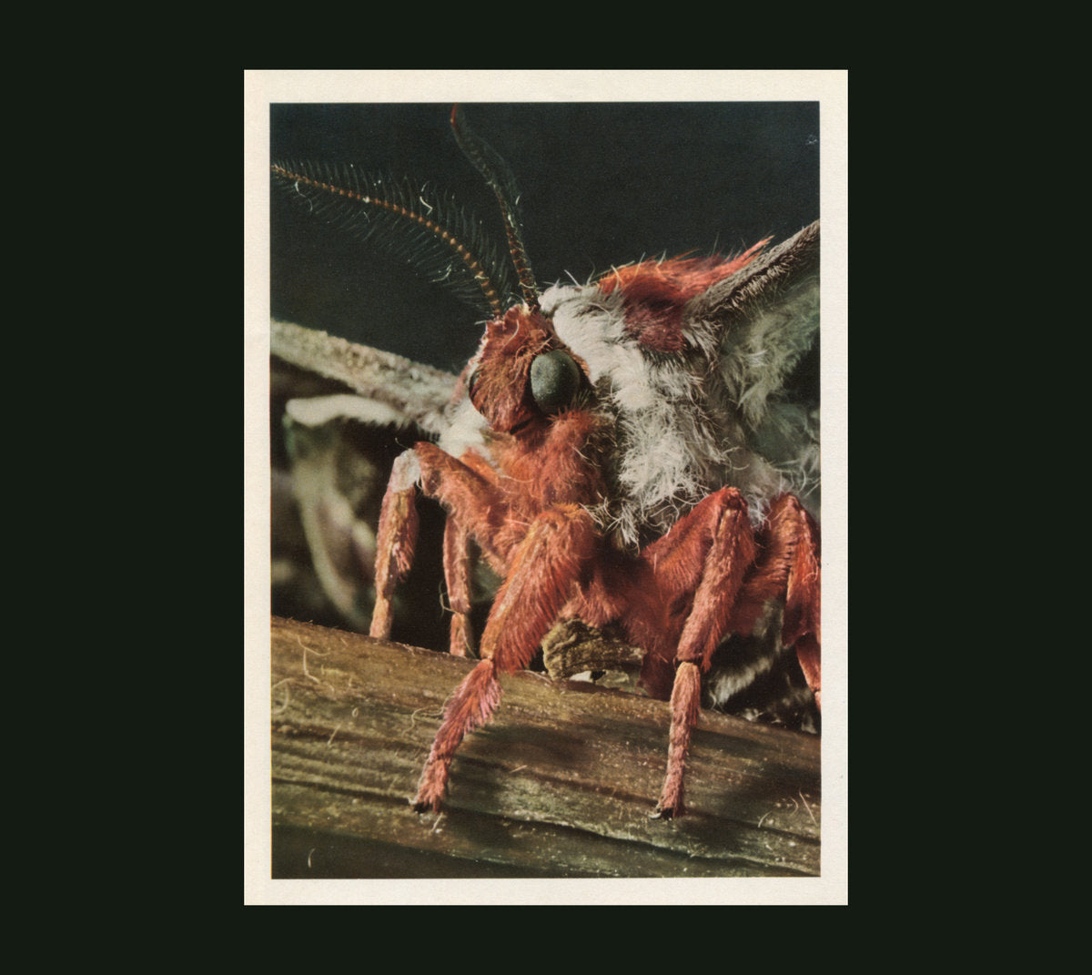 Primitive Wings - Morphosis (CD)