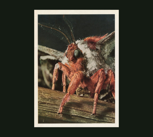 Primitive Wings - Morphosis (CD)